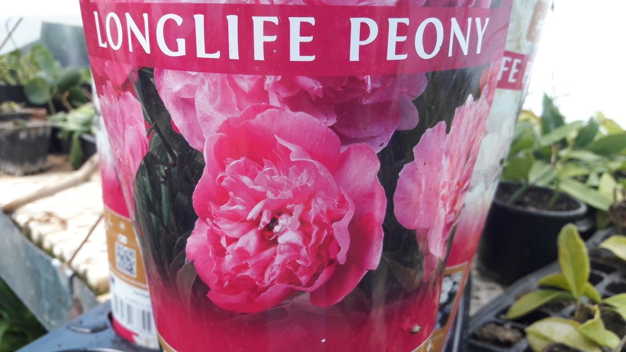 kod:peo02 Pembe kök şakayık. Peony  (sağlıklı saksıda canlı) Yoğun parfüm kokulu.
