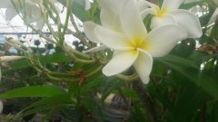 Kod:plu039 Yoğun kokulu Aşılı Plumeria beyaz renk  (20-50 cm boyda)