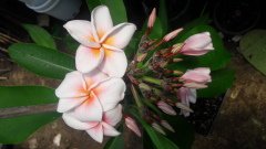 Kod:plu040 Yoğun kokulu Aşılı Plumeria açık pembe renk  (20-50 cm boyda)