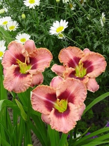 Kod:hem20 Hemerocallis 'Daring Deception' Daylily Hardy Perennial (Çiçek açabilecek sağlıklı 1adet rizom)