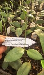 Hoya erythrostemma pink -  Kokulu mum çiçeği 10-20 cm boyda, toprak da köklü ve sürgünlü (kod:new27a)