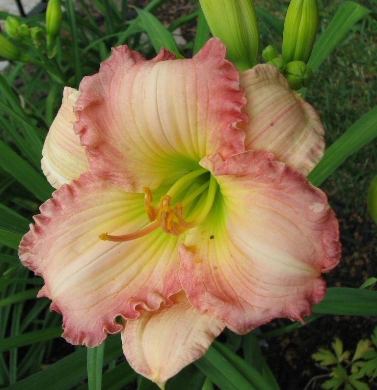 Kod:hem29 Hemerocallis 'Frosted vintage ruffles' Daylily Hardy Perennial (Çiçek açabilecek sağlıklı 1adet rizom)