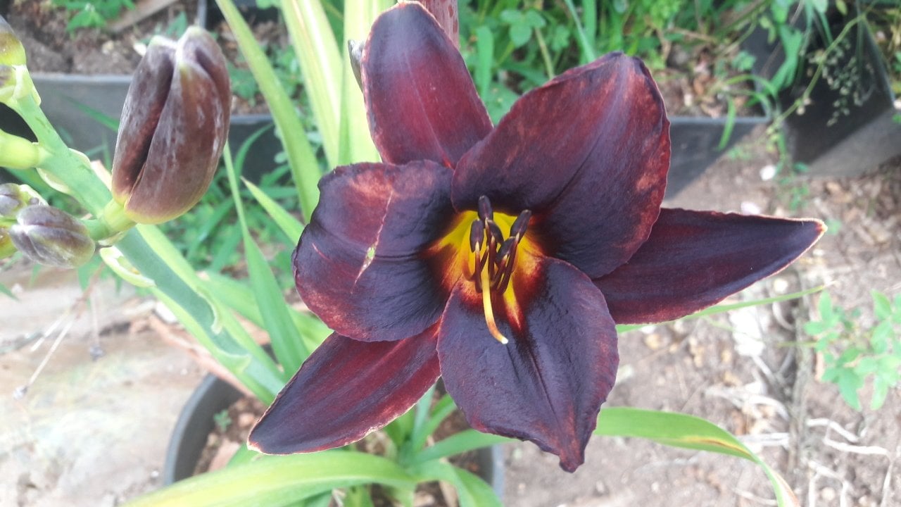 Kod:hem30 Hemerocallis 'Storm of the century' Daylily Hardy Perennial (Çiçek açabilecek sağlıklı 1adet rizom)