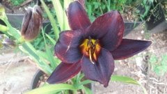 Kod:hem30 Hemerocallis 'Storm of the century' Daylily Hardy Perennial (Çiçek açabilecek sağlıklı 1adet rizom)