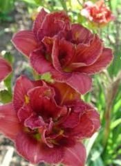 Kod:hem32 Hemerocallis 'Little red baron' Daylily Hardy Perennial (Çiçek açabilecek sağlıklı 1adet rizom)
