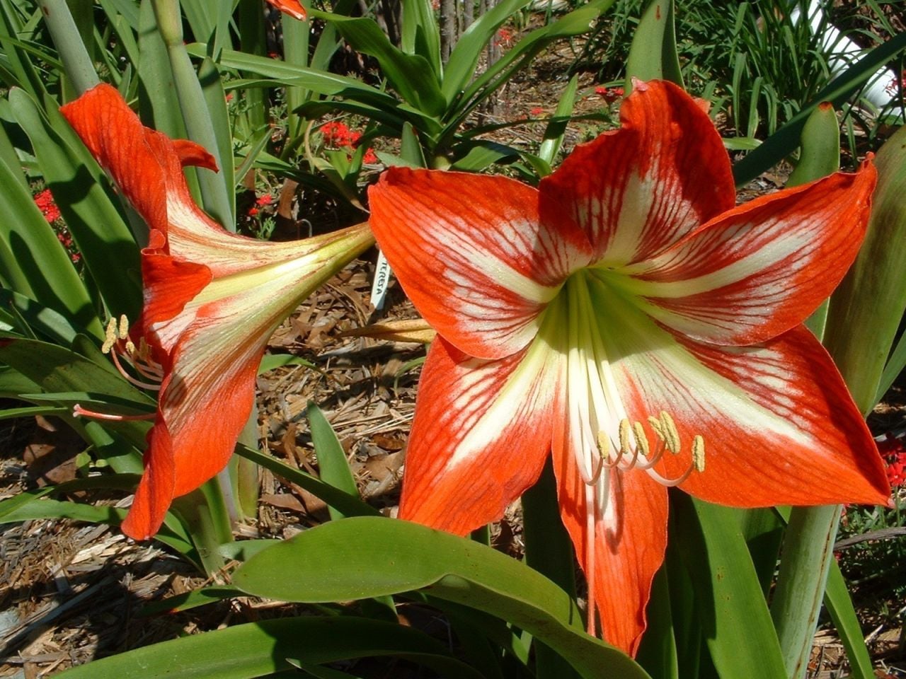 Kod:amr01 kırmızı beyaz amaryllis -  Amaryllis Lily, Red with White Star (sağlıklı 1 adet büyük soğan)