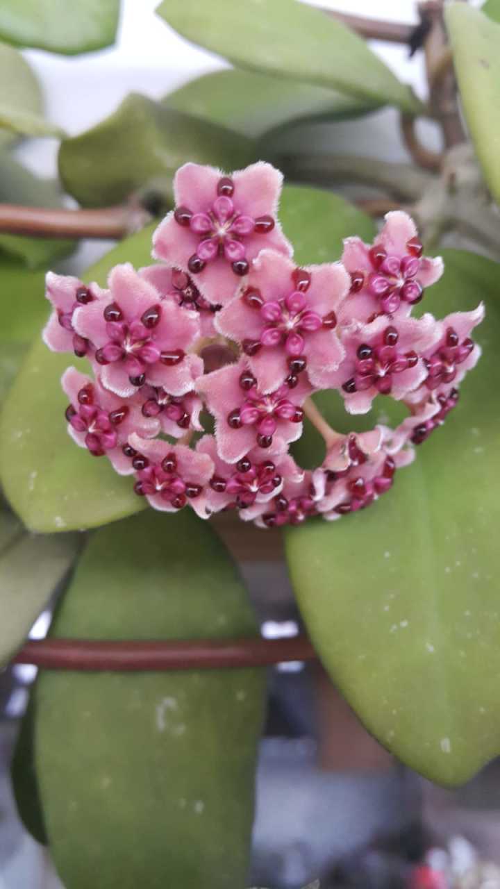 Hoya diversifolia. Kokulu mum çiçeği  20 - 30 cm boyda orta boy, güçlü sürgünlü, saksıda köklü gelişmekte (kod:mum10b)