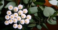 Hoya krohniana ''heart leaves'' -  kokulu mum çiçeği   20 - 30 cm boyda orta boy, güçlü sürgünlü, saksıda köklü gelişmekte (kod:new87b)