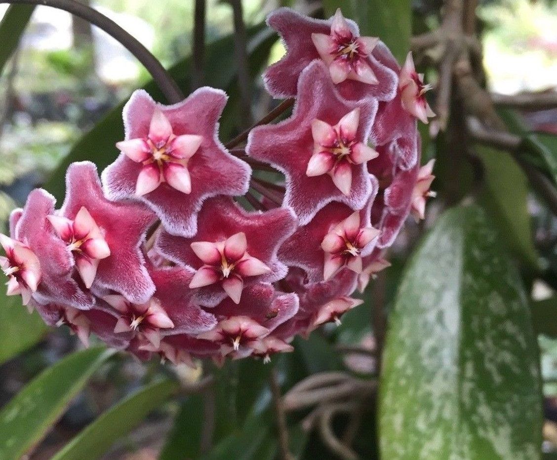 Hoya pubicalyx full silver splash, kokulu mum çiçeği 30 - 50 cm boyda orta boy, güçlü sürgünlü, saksıda köklü gelişmekte (kod:mum05b)