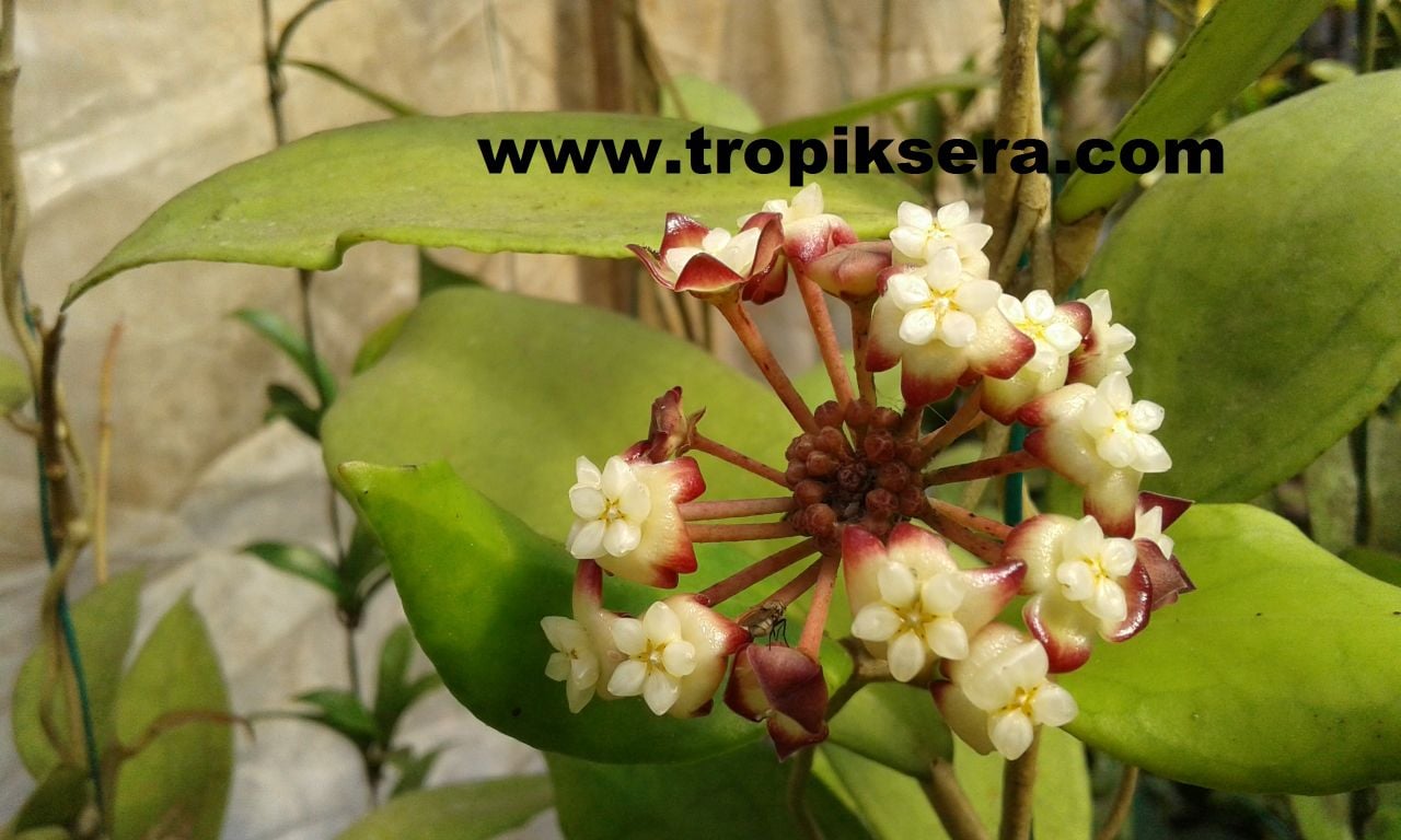 Hoya jennifer  Kokulu mum çiçeği  30 - 50 cm boyda orta boy, güçlü sürgünlü, saksıda köklü gelişmekte (kod:mum14b)