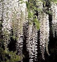 Kod:bey02  Beyaz salkım (Wisteria sinensis alba) 80-120 cm arası boylarda, 5 yaşında.
