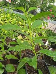 Hoya lockii -  Çikolata kokulu mum çiçeği buyuk boy tomurcuklu, saksıda köklü ve sürgünde  (kod:new80L)