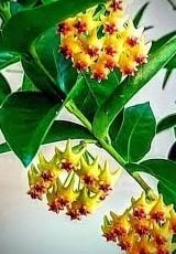 Hoya densifolia - mum çiçeği 10-20 cm boyda mini saksıda köklü.Güçlü sürgünlü (kod:new103c)
