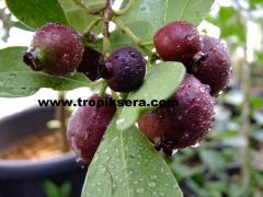 Kod:gu08 Kırmızı guava, Strawberry guava (10 yaşında, 120-180 cm boyda)
