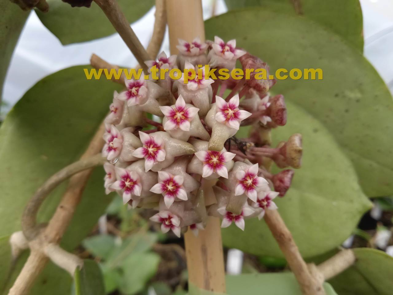 Hoya Sp. EPC-204 - sümbül kokulu mum çiçeği 10-20 cm boyda mini saksıda köklü.Güçlü sürgünlü (kod:new01c)