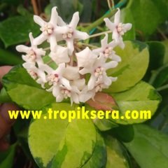 Hoya australis Albomarginata - Kokulu mum çiçeği 30-50 cm boyda mini saksıda köklü. Güçlü sürgünlü (Saksıda görülen gönderilecek)